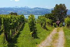 Weinberge in Lindau am Bodensee, im Hintergrund sind die Alpen zu erkennen