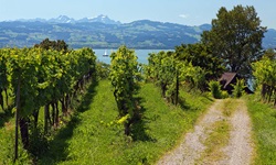 Weinberge in Lindau am Bodensee, im Hintergrund sind die Alpen zu erkennen
