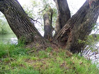Baum mit 4 Baumstämmen am Ufer des Bodensees