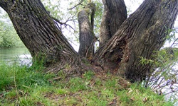 Baum mit 4 Baumstämmen am Ufer des Bodensees