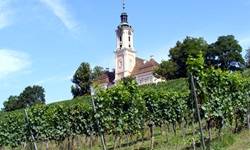 Weinberge und eine Kirche entlang des Bodesees
