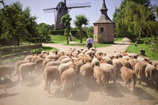 Ein Schäfer führt seine Schafe durch einen Park mit einer Windmühle und einer kleinen Kapelle in der Provinz Limburg