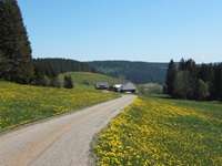 Blühende Wiesen säumen die Radstrecke zur Bregquelle.