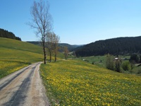 Gelb blühende Wiesen ziehen sich an der Radstrecke zur Bregquelle entlang.