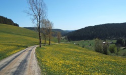 Gelb blühende Wiesen ziehen sich an der Radstrecke zur Bregquelle entlang.