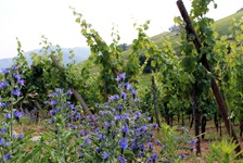 Weinreben an einem Weinberg mit blauen Blumen an der Elsässischen Weinstraße