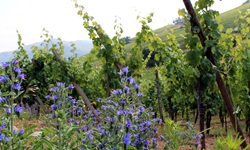 Weinreben an einem Weinberg mit blauen Blumen an der Elsässischen Weinstraße