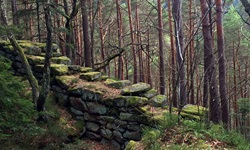 Eine alte, vermooste Burgmauer in einem Wald auf der Radreise durch den Breisgau und an der Elässischen Weinstraße