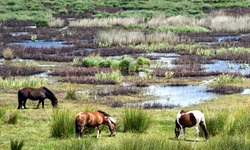 Pferde grasen im Moorgebiet von Briere