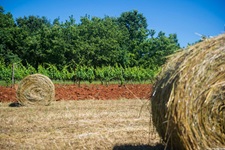 Ein abgemähtes Feld mit Rundballen in Festini (Kroatien)