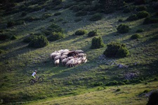 Ein Mountainbiker fährt an einer Schafherde auf einer Weide in Rovinj vorbei