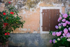 Blick auf eine Häuserfassade mit geschlossenem Holzfensterladen sowie roten Rosen und fliederfarbenen Hortensien