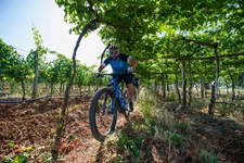 Zwei Mountainbiker fahren durch ein Baumfeld in Kroatien