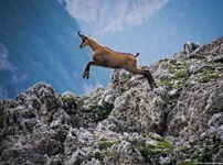 Eine Gams springt auf den Bergen in den Dolomiten von einer auf die andere Seite