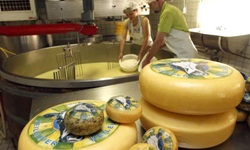 Fertige runde Käselaibe in verschiedenen Größen warten in einer Käserei auf Käufer. Im Hintergrund wird gerade frischer Käse hergestellt.