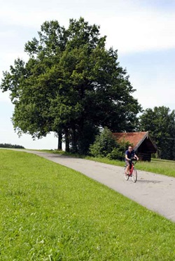 Radfahrer radelt an einem Holzhaus auf einer Wiese mit drei großen Bäumen vorbei