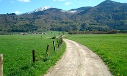 Geschotteter Weg an Wiesen und Weiden vorbei mit Blick zu den Alpen