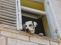 Ein Dalmatiner guckt aus dem Fenster eines Dorfes in Süddalmatien