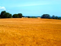 Ein sattgelbes, von Bäumen eingerahmtes Kornfeld auf einer Insel der Dänischen Südsee, am Horizont ist gerade noch das Meer zu erkennen.