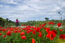 Eine Radlerin fährt auf einem asphaltierten Radweg auf der Insel Korčula an blühendem Klatschmohn vorbei.