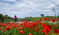 Eine Radlerin fährt auf einem asphaltierten Radweg auf der Insel Korčula an blühendem Klatschmohn vorbei.
