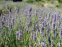 Blühender Lavendel auf der "Lavendelinsel" Hvar.