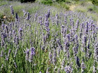 Blühender Lavendel auf der süddalmatinischen Insel Hvar, die auch als "Lavendelinsel" bekannt ist.
