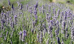 Blühender Lavendel auf der süddalmatinischen Insel Hvar, die auch als "Lavendelinsel" bekannt ist.