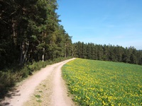 Dunkle Wälder und blühende Wiesen prägen weite Teile der Radstrecke durch den Nordschwarzwald.