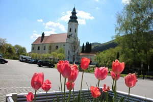 Blick auf die Kirche in Engelhartszell, im Vordergrund rote Tulpen