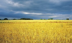 Ein gelbes Kornfeld in Kroatien