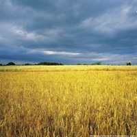 Blick über ein Kornfeld an der Donau