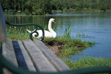 Ein Schwan hat es sich neben einer hölzeren Sitzbank am Donauufer gemütlich gemacht.