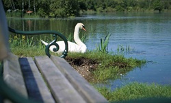 Ein Schwan hat es sich neben einer hölzernen Sitzbank am Donauufer gemütlich gemacht.