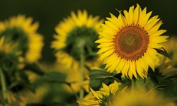Sonnenblumen in Slowenien