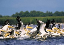 Eine Gruppe von Pelikanen landet im Wasser der Donau
