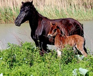 Eine schwarze Stute mit ihrem Fohlen steht am Ufer beim Donaudelta