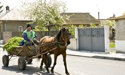 Ein Mann auf einer beladenen Kutsche, die von einem braunen Pferd durch ein Dorf gezogen wird