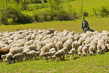 Eine Schafherde auf der Wiese im Donaudelta wird von ihrem Hirten getrieben