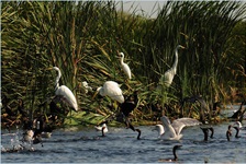 Einige Silberreiher im Wasser und im Schilf am Danaudelta