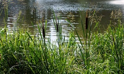 Donaulandschaft: Schilf am Ufer der Donau
