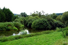 Donaulandschaft: Gräser und Büsche in und an der Donau