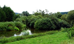 Donaulandschaft: Gräser und Büsche in und an der Donau
