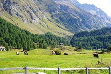 Grasende Kühe im Bergell.