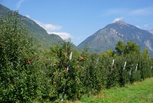 Früchte tragende Apfelbäume im Valtellina.