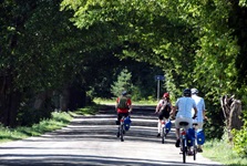 Die sich überlappenden Äste von Alleebäumen in Masuren bilden ein richtiggehendes Dach, unter dem eine Gruppe Radfahrer dahinradelt.