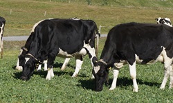 Schwarz-weiße Kühe grasen bei Ulrichen.