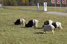 Grasende Walliser Schwarzhalsziegen bei Muenster.