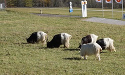Grasende Walliser Schwarzhalsziegen bei Muenster.