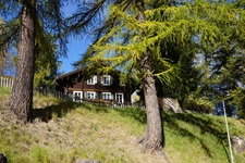 Uriges, hinter Nadelbäumen verstecktes Holzchalet bei Muenster.